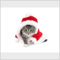Новогодний котик / New Year Cat